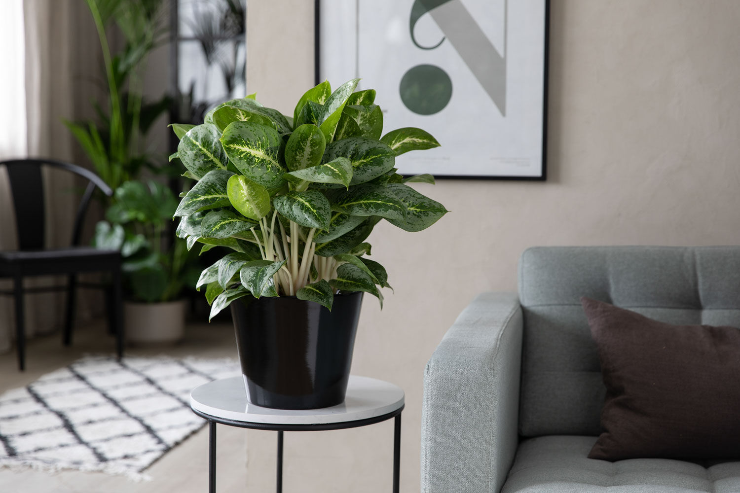 Aglaonema sj&oslash;mannstr&oslash;st